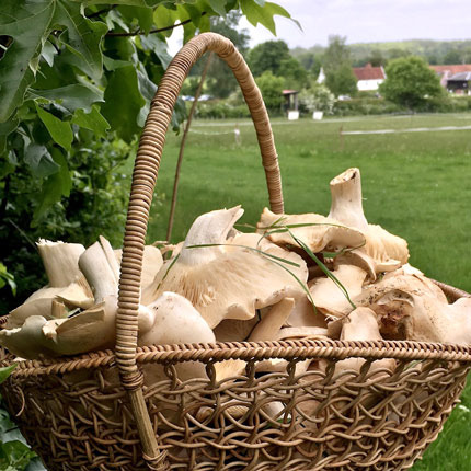 Basket full of mushrooms