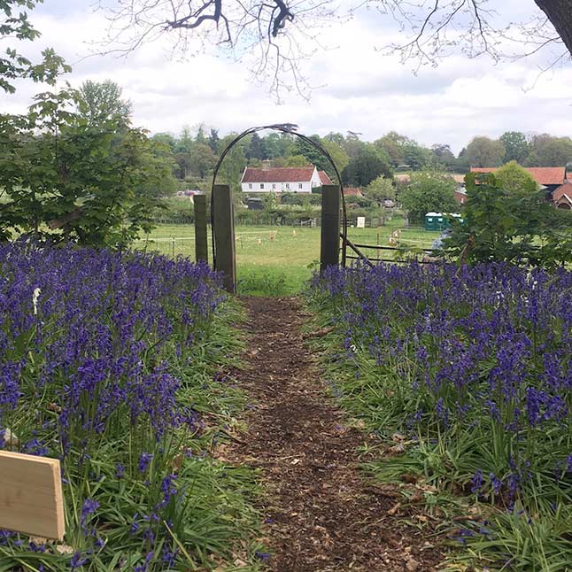 Nature Walk with wild flowers in bloom