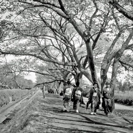 Black & white photo of people walking below blossom trees
