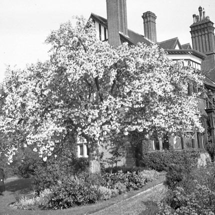 1923 query Hokusa Grange blossom tree black and white photo