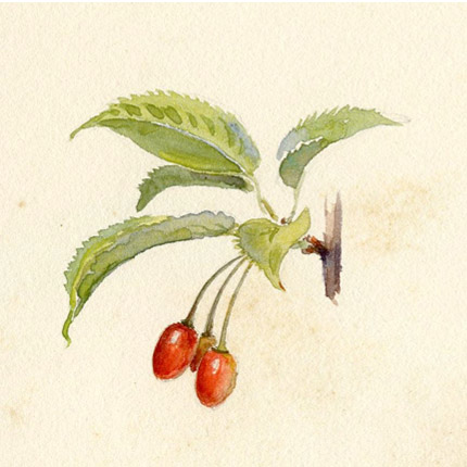 Painting of Prunus litigiosa