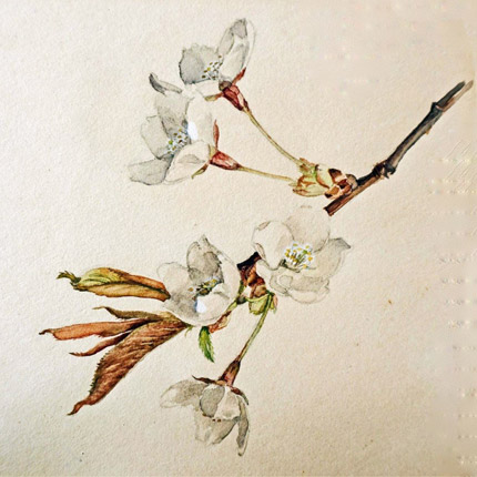Tessa's Tai Haku painting of tree blossom