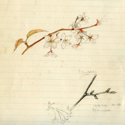 Drawing of tree blossom Prunus mutabilis aka serrulata spontanea