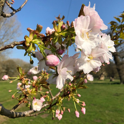 spring tree blossom