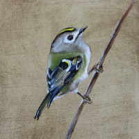 Becky Munting Bird Painting